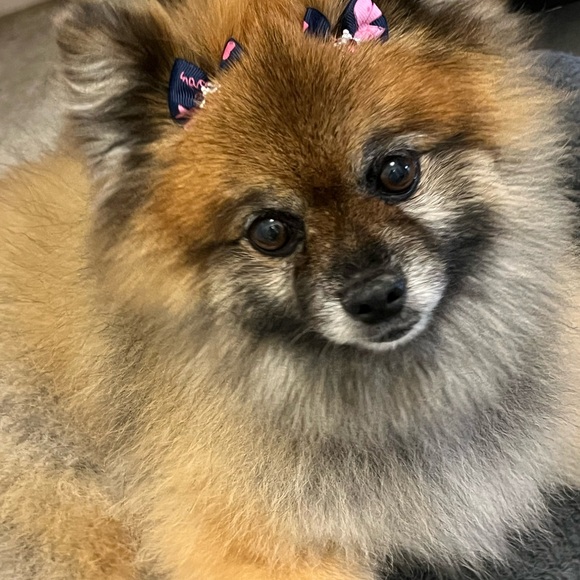 Meet your Posher, Milagros aka Millie - Picture 10 of 11